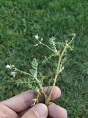 Erodium cicutarium