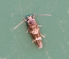 Mompha subbistrigella