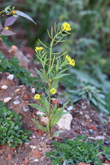 Erysimum cheiranthoides
