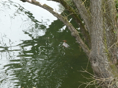 Mergus merganser