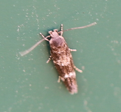 Mompha subbistrigella