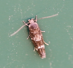 Mompha subbistrigella