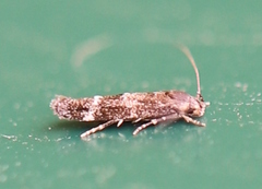 Mompha subbistrigella