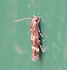 Mompha subbistrigella