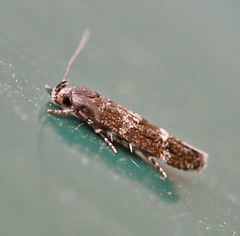 Mompha subbistrigella
