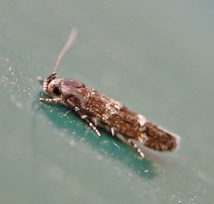 Mompha subbistrigella