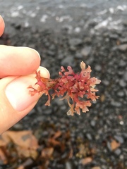 Chondrus