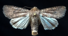 Protorthodes incincta