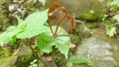 Greta morgane morgane