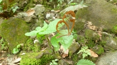 Greta morgane morgane