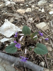 Viola tenuicornis