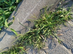 Digitaria sanguinalis