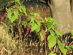 Phytolacca americana