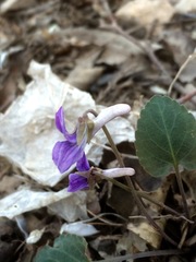 Viola tenuicornis