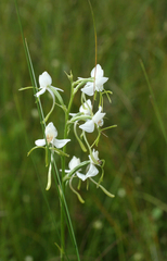 Habenaria linearifolia