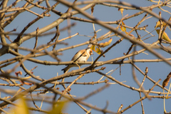 Carduelis carduelis