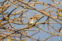 Carduelis carduelis