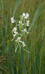 Habenaria linearifolia