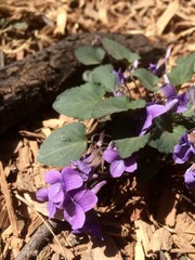 Viola tenuicornis