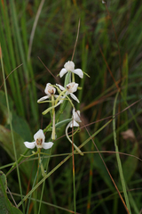 Habenaria linearifolia