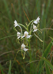 Habenaria linearifolia