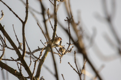 Carduelis carduelis