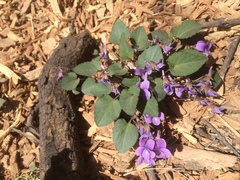 Viola tenuicornis