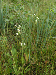 Habenaria linearifolia
