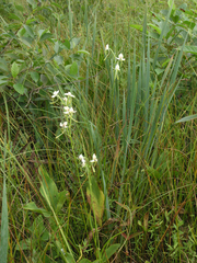 Habenaria linearifolia