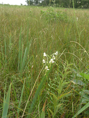 Habenaria linearifolia