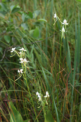 Habenaria linearifolia