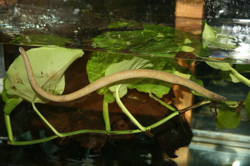 Rubber Eel
