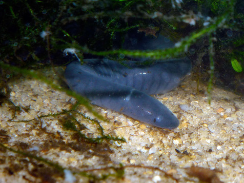 Rubber Eel
