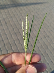 Digitaria sanguinalis