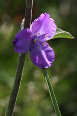 Tradescantieae