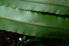 Blechnum subcordatum