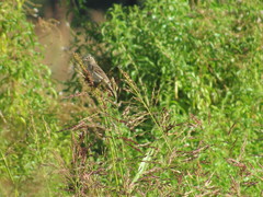 Passerina amoena