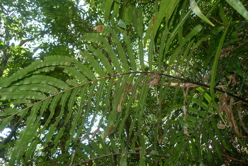Parablechnum subcordatum observed 2017-08-18