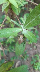 Piezogaster auriculatus