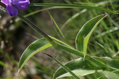 Tradescantieae