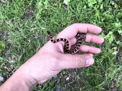 Mastigodryas pulchriceps