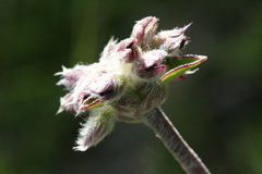 Tradescantieae