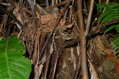 Blechnum subcordatum