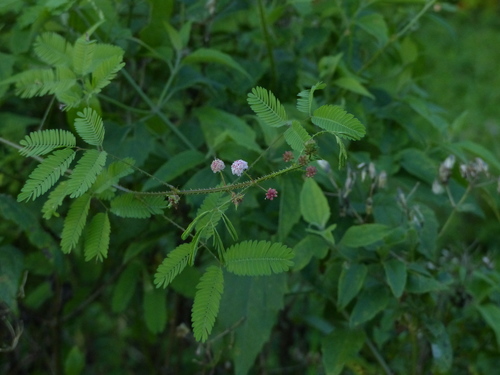 Image of Fourvalve mimosa by (c) Helio Lourencini, some rights reserved (CC BY)