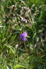 Tradescantieae