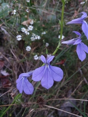 Lobelia × rogersii
