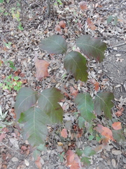 Toxicodendron radicans negundo