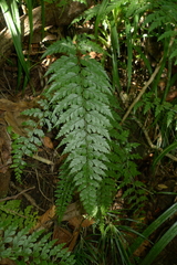 Asplenium insiticium