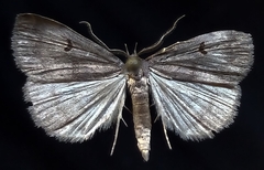 Phalaenostola hanhami