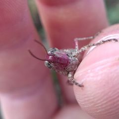 Epacromius coerulipes